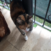 Tekir Kedi, Kedi  Karamel fotoğrafı