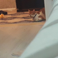 Sarman, Kedi  Karamel fotoğrafı