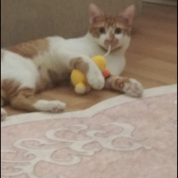 Sarman, Kedi  Karamel fotoğrafı