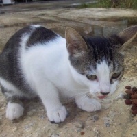Tekir Kedi, Kedi  öksüz fotoğrafı