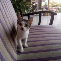 Tekir Kedi, Kedi  öksüz fotoğrafı