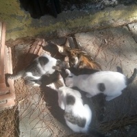 Tekir Kedi, Kedi  öksüz fotoğrafı