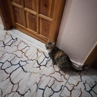 Tekir Kedi, Kedi  Bihter fotoğrafı