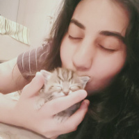 Tekir Kedi, Kedi  Fıstık fotoğrafı