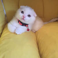 Scottish Fold, Kedi  oscar fotoğrafı