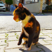 Tekir Kedi, Kedi  Zümrüt fotoğrafı