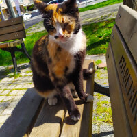 Tekir Kedi, Kedi  Zümrüt fotoğrafı