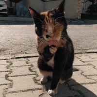 Tekir Kedi, Kedi  Zümrüt fotoğrafı