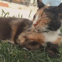 Tekir Kedi, Kedi  Zümrüt fotoğrafı