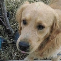 Golden Retriever, Köpek  Badi fotoğrafı