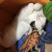 Van Kedisi, Kedi  Fıstık fotoğrafı