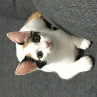Van Kedisi, Kedi  Fıstık fotoğrafı