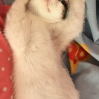 Van Kedisi, Kedi  Fıstık fotoğrafı