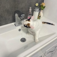 Van Kedisi, Kedi  Fıstık fotoğrafı