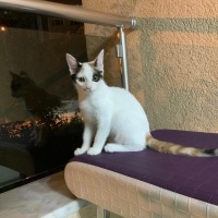 Van Kedisi, Kedi  Fıstık fotoğrafı