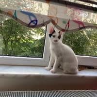 Van Kedisi, Kedi  Fıstık fotoğrafı