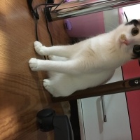 Van Kedisi, Kedi  Fıstık fotoğrafı