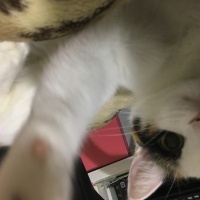 Van Kedisi, Kedi  Fıstık fotoğrafı