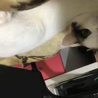 Van Kedisi, Kedi  Fıstık fotoğrafı