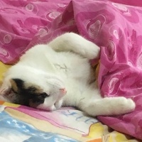 Van Kedisi, Kedi  Fıstık fotoğrafı