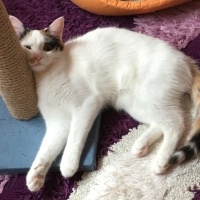 Van Kedisi, Kedi  Fıstık fotoğrafı