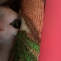 Van Kedisi, Kedi  Fıstık fotoğrafı
