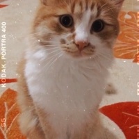 Van Kedisi, Kedi  Fıstık fotoğrafı