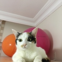 Van Kedisi, Kedi  Fıstık fotoğrafı