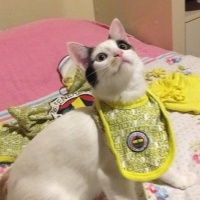 Van Kedisi, Kedi  Fıstık fotoğrafı
