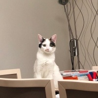 Van Kedisi, Kedi  Fıstık fotoğrafı