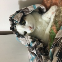 Van Kedisi, Kedi  Fıstık fotoğrafı
