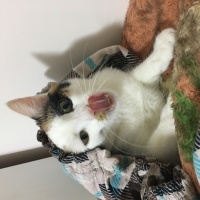 Van Kedisi, Kedi  Fıstık fotoğrafı