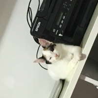 Van Kedisi, Kedi  Fıstık fotoğrafı