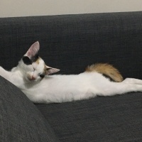 Van Kedisi, Kedi  Fıstık fotoğrafı