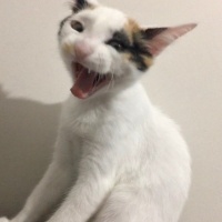 Van Kedisi, Kedi  Fıstık fotoğrafı