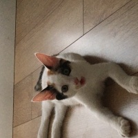 Van Kedisi, Kedi  Fıstık fotoğrafı