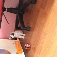 Van Kedisi, Kedi  Fıstık fotoğrafı