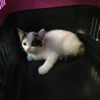 Van Kedisi, Kedi  Fıstık fotoğrafı