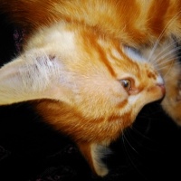 Tekir Kedi, Kedi  Karamel fotoğrafı