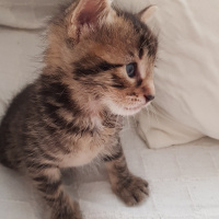 Tekir Kedi, Kedi  Solana fotoğrafı