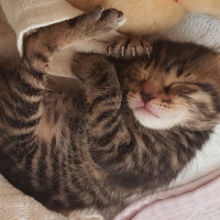 Tekir Kedi, Kedi  Solana fotoğrafı