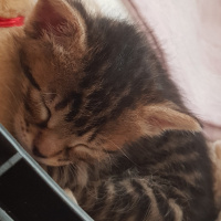 Tekir Kedi, Kedi  Solana fotoğrafı