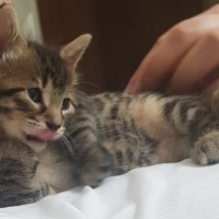 Tekir Kedi, Kedi  Solana fotoğrafı