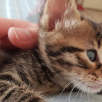 Tekir Kedi, Kedi  Solana fotoğrafı