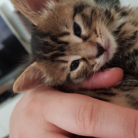 Tekir Kedi, Kedi  Solana fotoğrafı