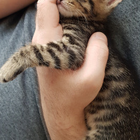 Tekir Kedi, Kedi  Solana fotoğrafı