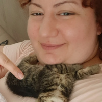 Tekir Kedi, Kedi  Solana fotoğrafı