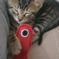 Tekir Kedi, Kedi  Solana fotoğrafı