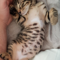 Tekir Kedi, Kedi  Solana fotoğrafı