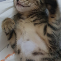 Tekir Kedi, Kedi  Solana fotoğrafı